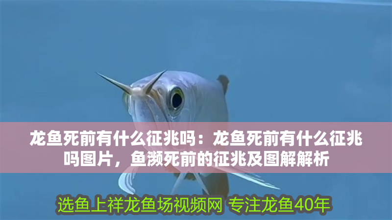 龍魚死前有什么征兆嗎：龍魚死前有什么征兆嗎圖片，魚瀕死前的征兆及圖解解析