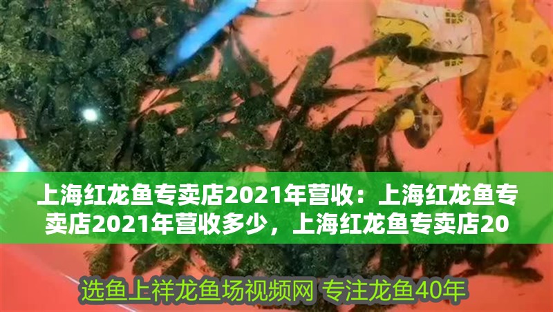 上海紅龍魚專賣店2021年營收：上海紅龍魚專賣店2021年營收多少，上海紅龍魚專賣店2021年營收數(shù)據(jù)揭曉