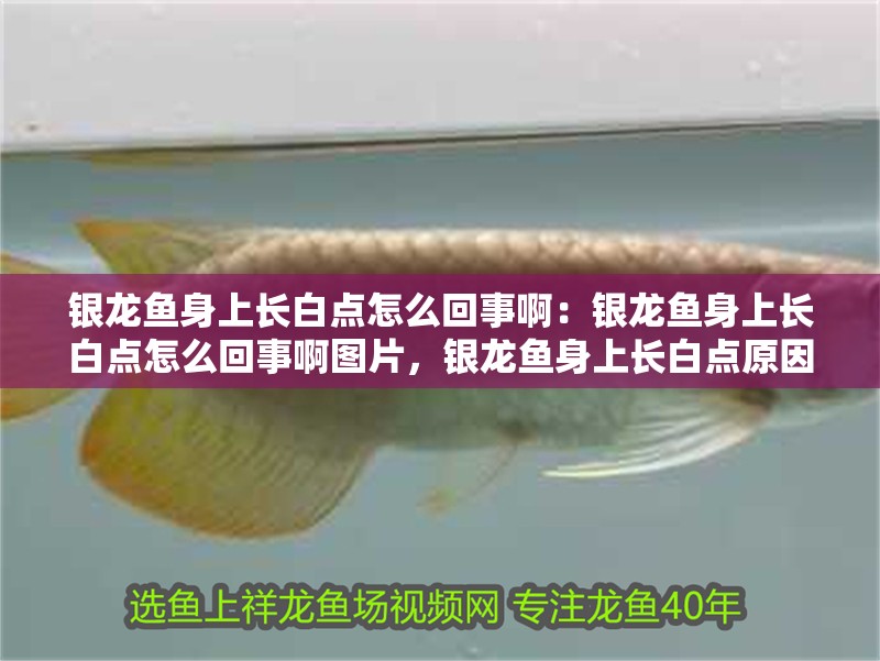 銀龍魚身上長白點(diǎn)怎么回事啊：銀龍魚身上長白點(diǎn)怎么回事啊圖片，銀龍魚身上長白點(diǎn)原因解析及對應(yīng)圖片展示 銀龍魚身上長白點(diǎn)怎么回事啊：銀龍魚身上長白點(diǎn)怎么回事啊圖片，銀龍魚身上長白點(diǎn)原因解析及對應(yīng)圖片展示 水族問答