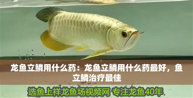 龍魚立鱗用什么藥：龍魚立鱗用什么藥最好，魚立鱗治療最佳