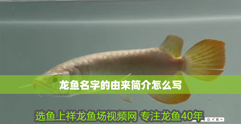 龍魚名字的由來簡介怎么寫