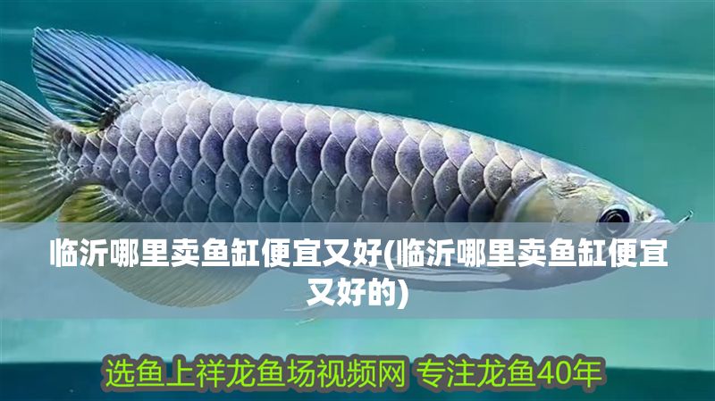 臨沂哪里賣魚缸便宜又好(臨沂哪里賣魚缸便宜又好的)