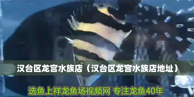 漢臺(tái)區(qū)龍宮水族店（漢臺(tái)區(qū)龍宮水族店地址）
