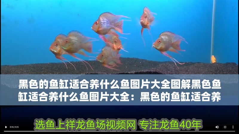 黑色的魚缸適合養什么魚圖片大全圖解黑色魚缸適合養什么魚圖片大全：黑色的魚缸適合養什么魚 黑色的魚缸適合養什么魚圖片大全圖解黑色魚缸適合養什么魚圖片大全：黑色的魚缸適合養什么魚 魚缸百科