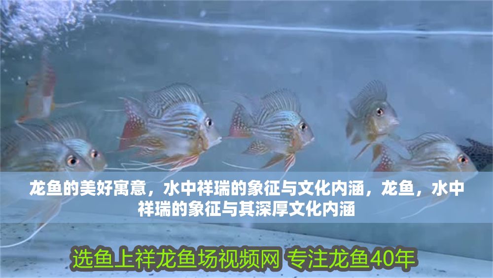龍魚的美好寓意，水中祥瑞的象征與文化內涵，龍魚，水中祥瑞的象征與其深厚文化內涵