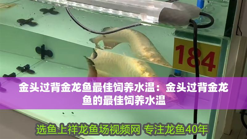 金頭過背金龍魚最佳飼養水溫:金頭過背金龍魚的最佳飼養水溫 金龍魚百科 第2張 金頭過背金龍魚最佳飼養水溫:金頭過背金龍魚的最佳飼養水溫 金頭過背金龍魚最佳飼養水溫:金頭過背金龍魚的最佳飼養水溫 金龍魚百科 第2張