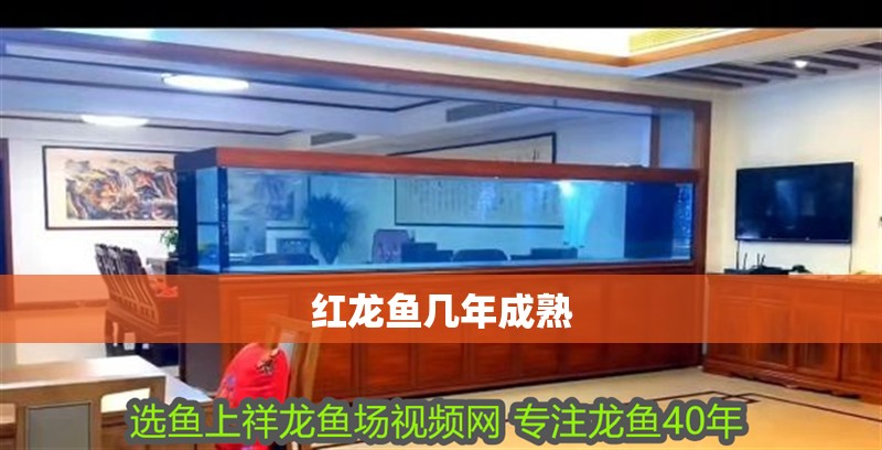 紅龍魚幾年成熟