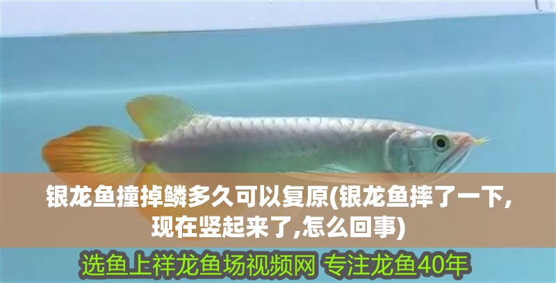 銀龍魚撞掉鱗多久可以復原(銀龍魚摔了一下,現在豎起來了,怎么回事)