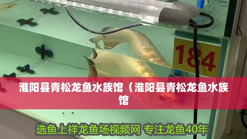 淮陽縣青松龍魚水族館（淮陽縣青松龍魚水族館