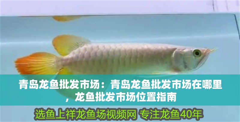 青島龍魚批發市場：青島龍魚批發市場在哪里，龍魚批發市場位置指南