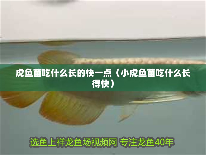 虎魚苗吃什么長的快一點（小虎魚苗吃什么長得快）