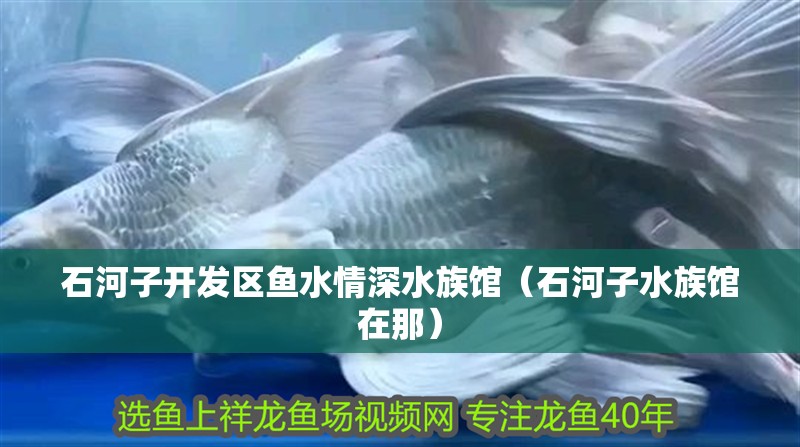 石河子開發區魚水情深水族館（石河子水族館在那）