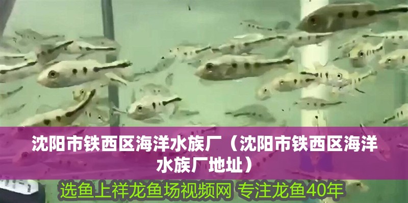 沈陽市鐵西區海洋水族廠（沈陽市鐵西區海洋水族廠地址）