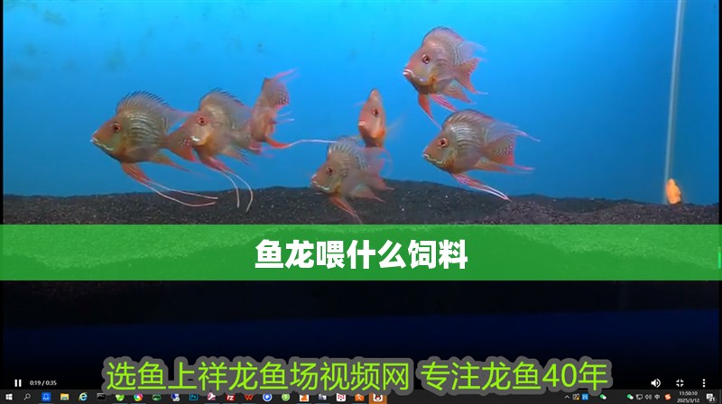 魚龍喂什么飼料 魚龍喂什么飼料 龍魚百科 第2張