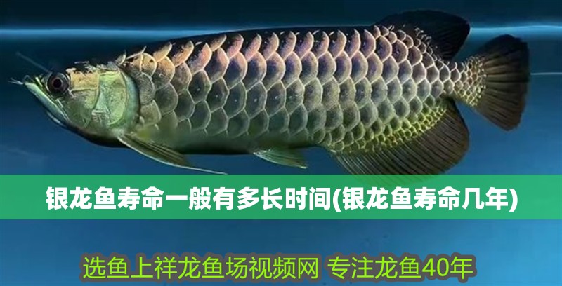 銀龍魚壽命一般有多長時間(銀龍魚壽命幾年) 銀龍魚壽命一般有多長時間(銀龍魚壽命幾年) 銀龍魚百科