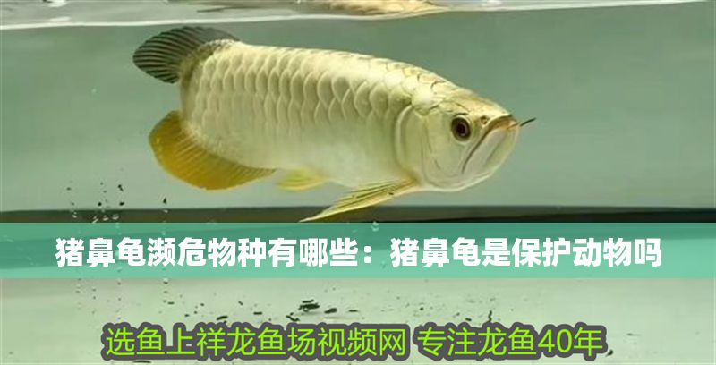 豬鼻龜瀕危物種有哪些：豬鼻龜是保護(hù)動(dòng)物嗎