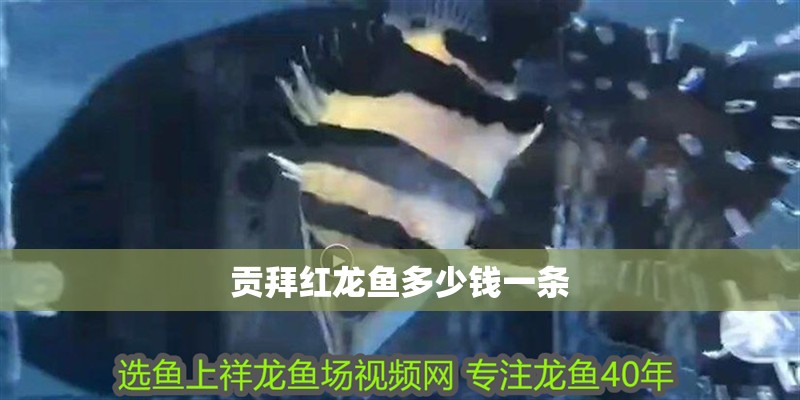 貢拜紅龍魚多少錢一條