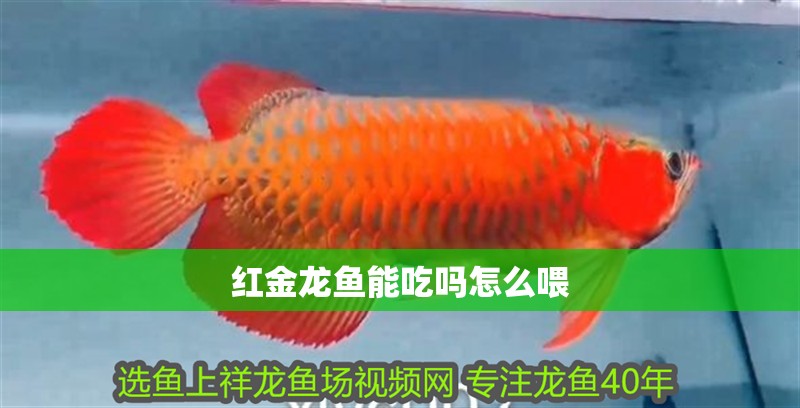 紅金龍魚能吃嗎怎么喂