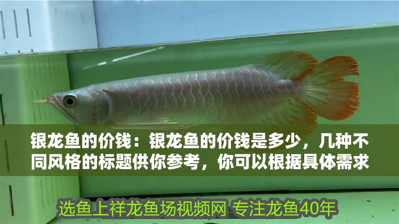 銀龍魚的價錢：銀龍魚的價錢是多少，幾種不同風格的標題供你參考，你可以根據具體需求進行選擇，，直白詢問型，銀龍魚究竟售價幾何？，好奇探秘型，揭秘！銀龍魚的價格真相，實用導向型，速看！銀龍魚