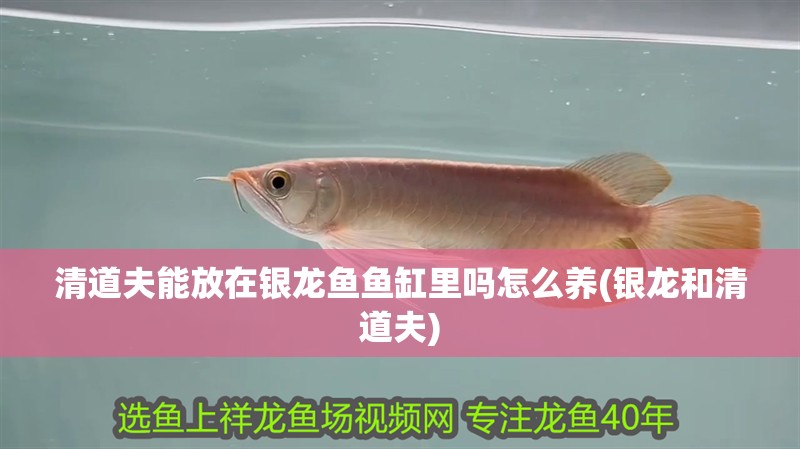 清道夫能放在銀龍魚魚缸里嗎怎么養(銀龍和清道夫)