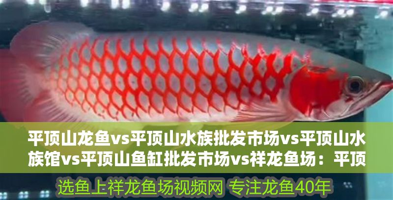 平頂山龍魚vs平頂山水族批發市場vs平頂山水族館vs平頂山魚缸批發市場vs祥龍魚場：平頂山水族批發市場 平頂山龍魚vs平頂山水族批發市場vs平頂山水族館vs平頂山魚缸批發市場vs祥龍魚場：平頂山水族批發市場 祥龍魚場各市分站 第2張