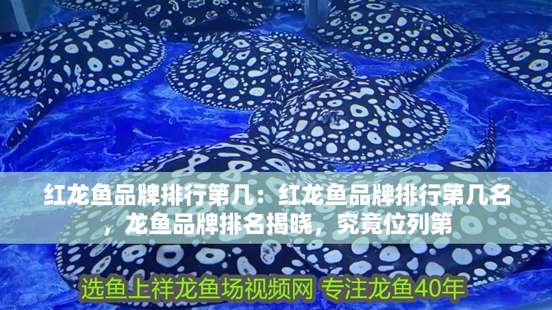 紅龍魚品牌排行第幾：紅龍魚品牌排行第幾名，龍魚品牌排名揭曉，究竟位列第 紅龍魚品牌排行第幾：紅龍魚品牌排行第幾名，龍魚品牌排名揭曉，究竟位列第 水族問答