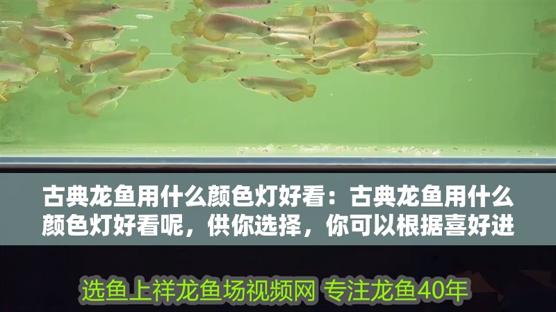 古典龍魚用什么顏色燈好看：古典龍魚用什么顏色燈好看呢，供你選擇，你可以根據喜好進行挑選，，揭秘古典龍魚適配的絕美燈光色彩，探尋照亮古典龍魚的最佳燈光顏色，古典龍魚專屬，哪種