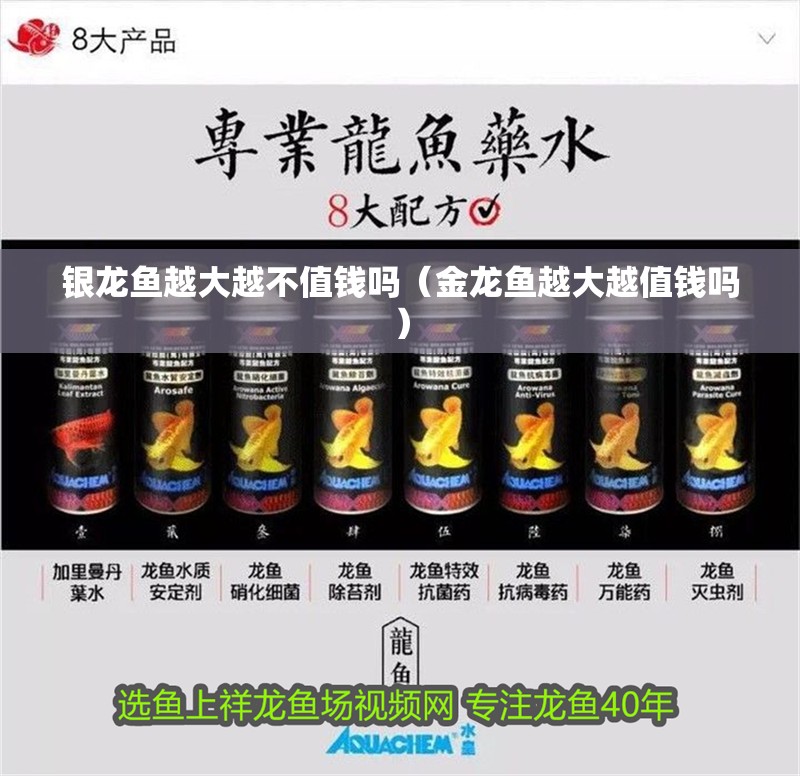 銀龍魚(yú)越大越不值錢(qián)嗎（金龍魚(yú)越大越值錢(qián)嗎）