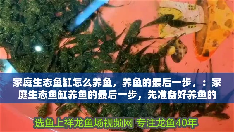 家庭生態(tài)魚缸怎么養(yǎng)魚，養(yǎng)魚的最后一步，：家庭生態(tài)魚缸養(yǎng)魚的最后一步，先準(zhǔn)備好養(yǎng)魚的最后一步