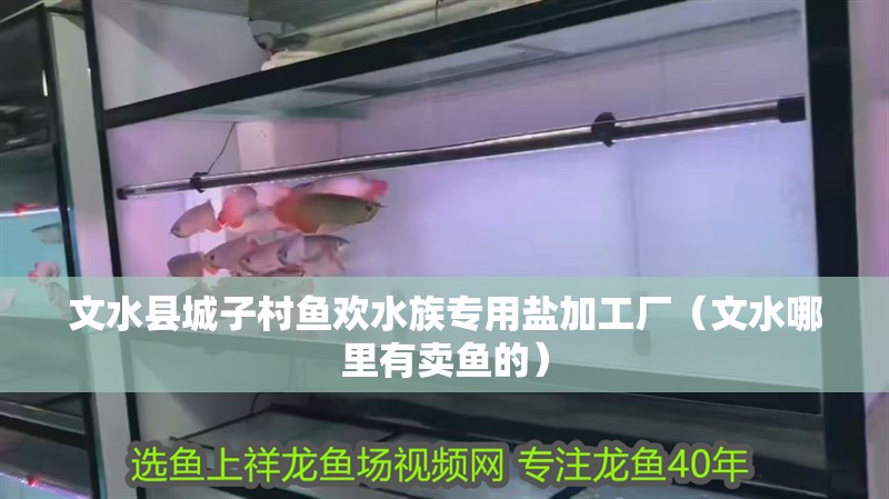 文水縣城子村魚歡水族專用鹽加工廠（文水哪里有賣魚的）