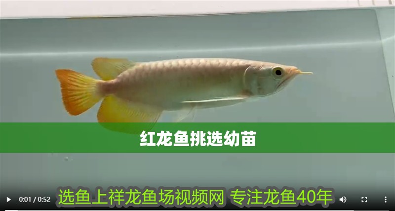 紅龍魚挑選幼苗 紅龍魚挑選幼苗 龍魚百科 第4張