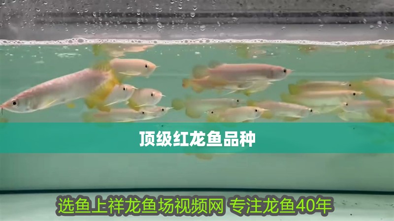 頂級紅龍魚品種