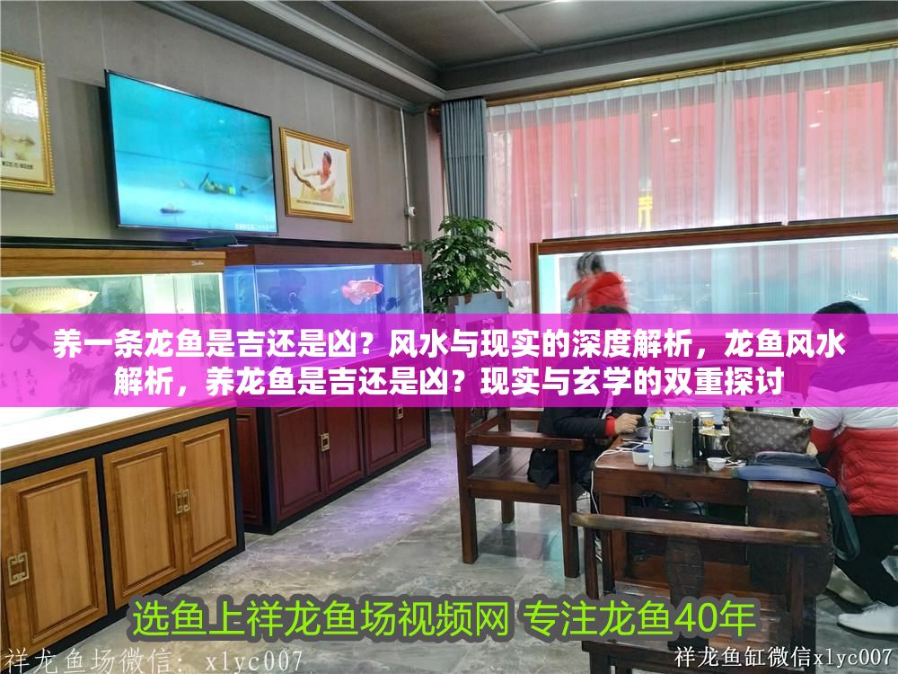 養(yǎng)一條龍魚是吉還是兇？風(fēng)水與現(xiàn)實(shí)的深度解析，龍魚風(fēng)水解析，養(yǎng)龍魚是吉還是兇？現(xiàn)實(shí)與玄學(xué)的雙重探討