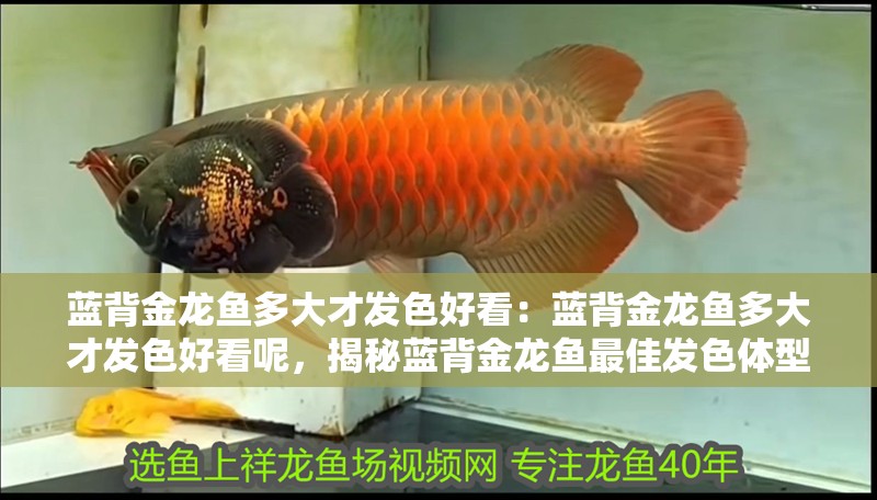 藍背金龍魚多大才發色好看：藍背金龍魚多大才發色好看呢，揭秘藍背金龍魚最佳發色體型，何時展現絢麗