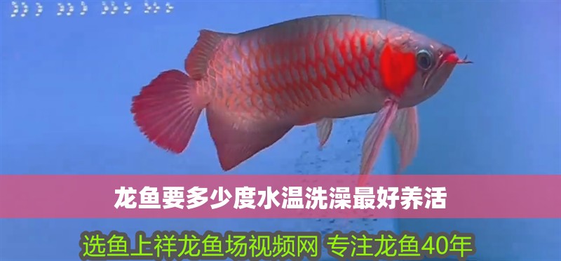 龍魚要多少度水溫洗澡最好養(yǎng)活