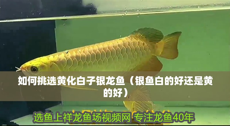 如何挑選黃化白子銀龍魚（銀魚白的好還是黃的好）