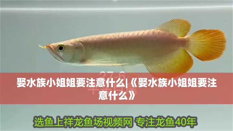 娶水族小姐姐要注意什么|《娶水族小姐姐要注意什么》