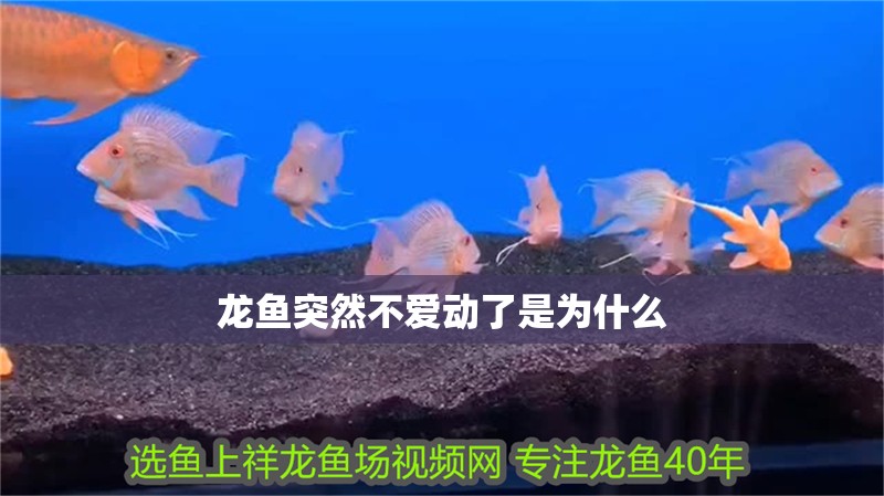 龍魚突然不愛動了是為什么