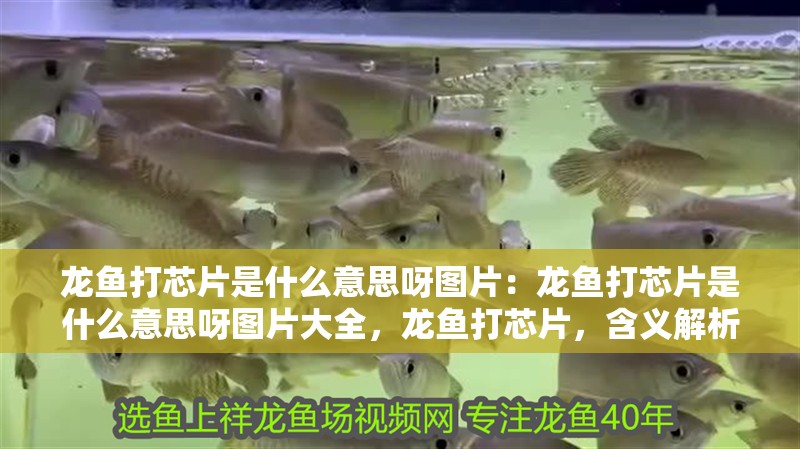 龍魚打芯片是什么意思呀圖片：龍魚打芯片是什么意思呀圖片大全，龍魚打芯片，含義解析與圖片
