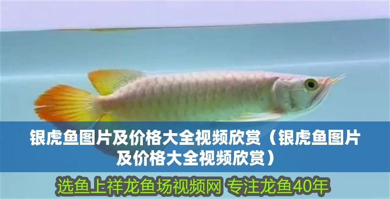 銀虎魚圖片及價格大全視頻欣賞（銀虎魚圖片及價格大全視頻欣賞）