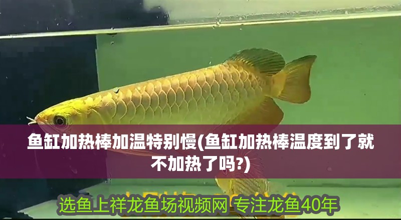 魚缸加熱棒加溫特別慢(魚缸加熱棒溫度到了就不加熱了嗎?)