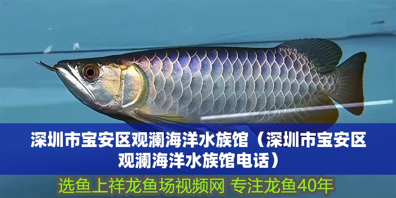 深圳市寶安區(qū)觀瀾海洋水族館（深圳市寶安區(qū)觀瀾海洋水族館電話）