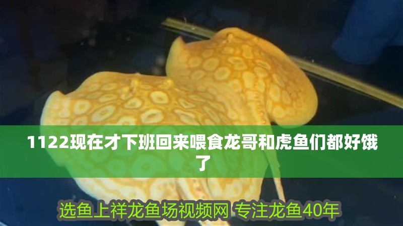 1122現在才下班回來喂食龍哥和虎魚們都好餓了