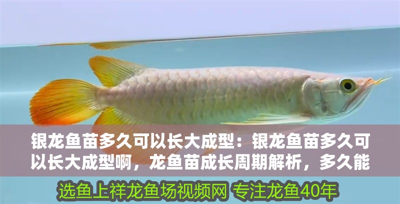 銀龍魚(yú)苗多久可以長(zhǎng)大成型：銀龍魚(yú)苗多久可以長(zhǎng)大成型啊，龍魚(yú)苗成長(zhǎng)周期解析，多久能夠