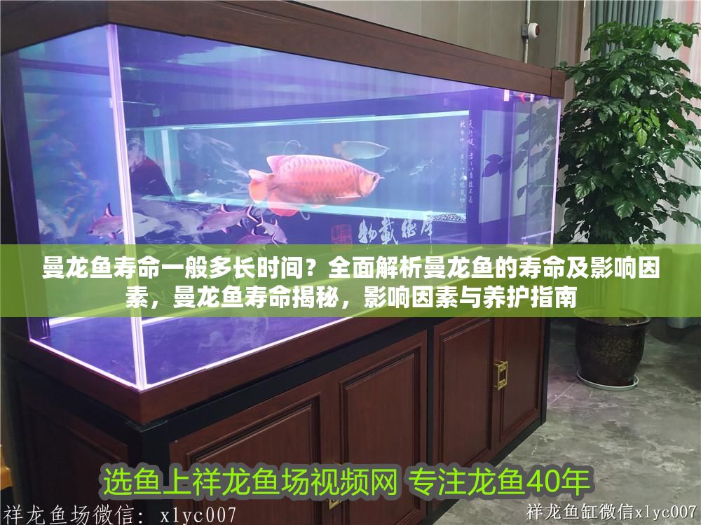 曼龍魚壽命一般多長時間？全面解析曼龍魚的壽命及影響因素，曼龍魚壽命揭秘，影響因素與養護指南 曼龍魚壽命一般多長時間？全面解析曼龍魚的壽命及影響因素，曼龍魚壽命揭秘，影響因素與養護指南 龍魚百科 第1張