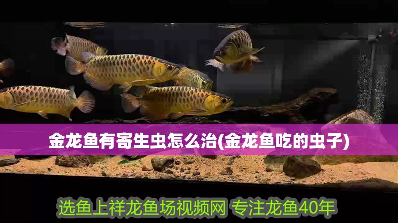 金龍魚有寄生蟲怎么治(金龍魚吃的蟲子)
