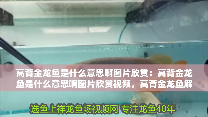 高背金龍魚是什么意思啊圖片欣賞:高背金龍魚是什么意思啊圖片欣賞視頻,高背金龍魚解析與精美圖片 水族問答 高背金龍魚是什么意思啊圖片欣賞:高背金龍魚是什么意思啊圖片欣賞視頻,高背金龍魚解析與精美圖片 高背金龍魚是什么意思啊圖片欣賞:高背金龍魚是什么意思啊圖片欣賞視頻,高背金龍魚解析與精美圖片 水族問答