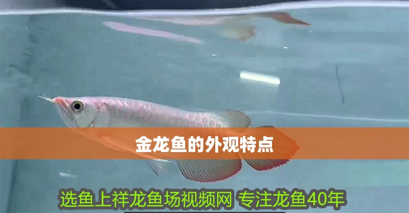 金龍魚的外觀特點