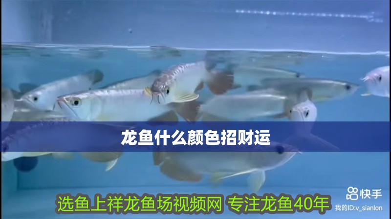 龍魚什么顏色招財運