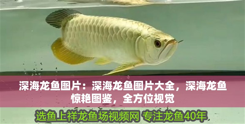 深海龍魚圖片：深海龍魚圖片大全，深海龍魚驚艷圖鑒，全方位視覺